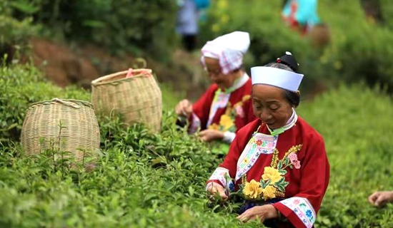 安顺西秀：茶旅融合带动乡村振兴