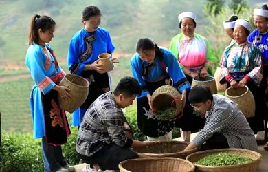 安順西秀：茶旅融合帶動鄉村振興