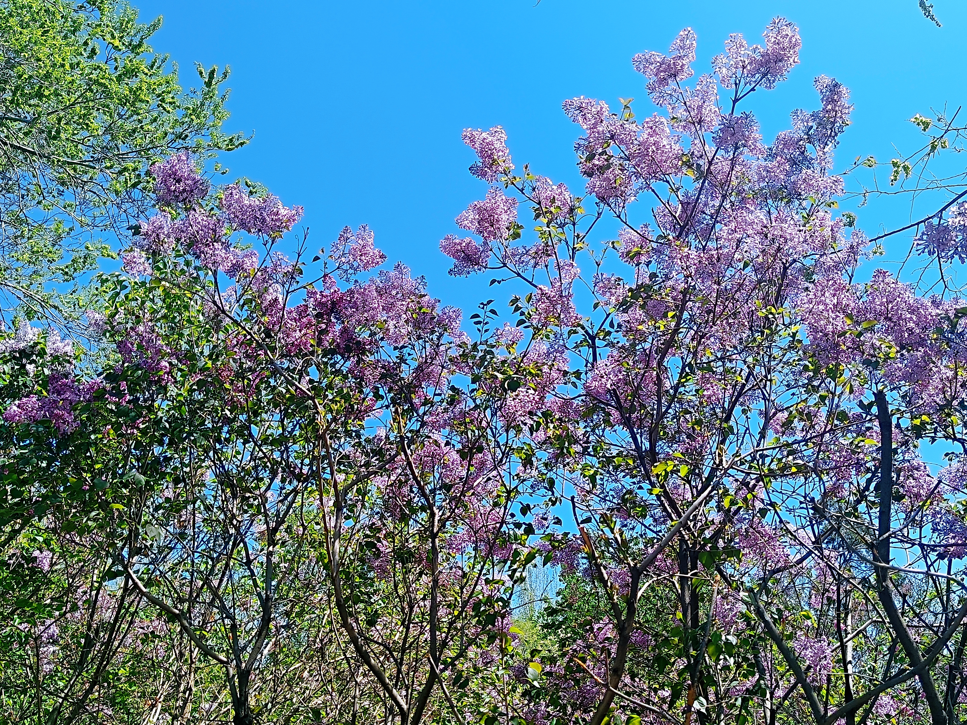 满城芬芳时，一路找寻丁香的故事