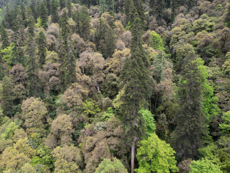 科学家发现83.2米高的云南黄果冷杉 为迄今为止中国最高树木_fororder_1n