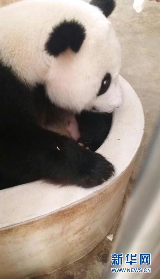 旅马大熊猫“靓靓”诞下第二只宝宝