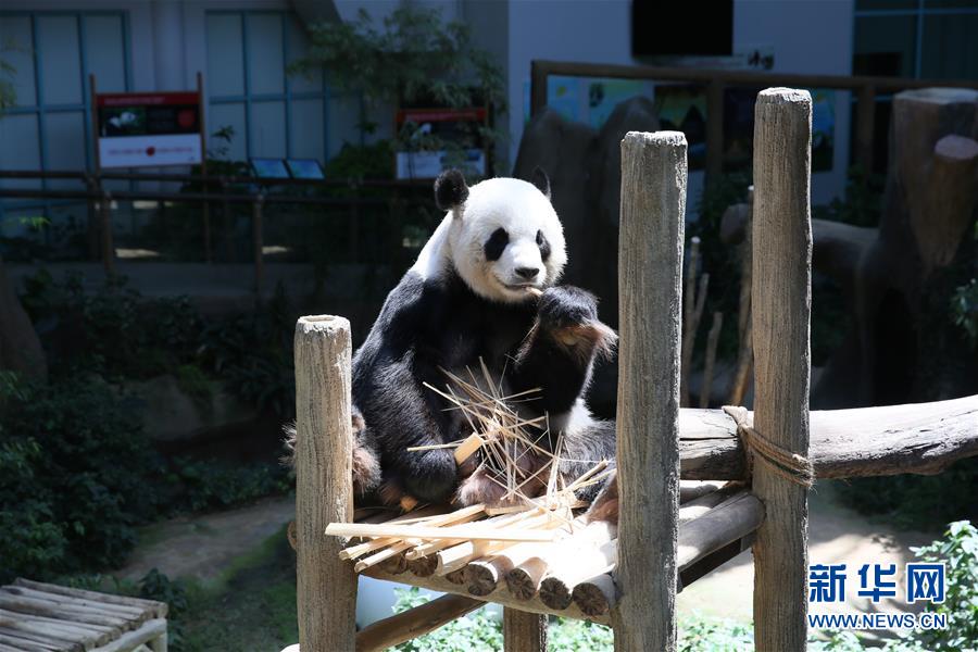 旅马大熊猫“靓靓”诞下第二只宝宝