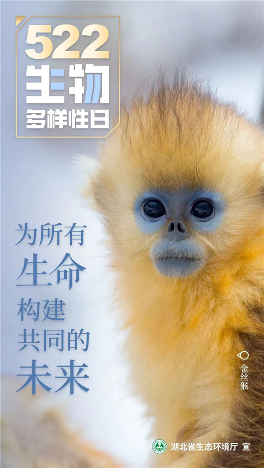 湖北省生态环境厅发布国际生物多样性日宣传视频与海报_fororder_图片4