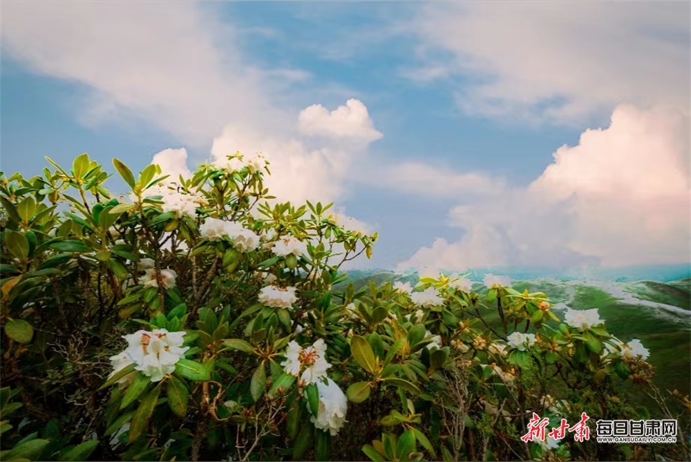 【文旅焦點圖】惟有此花隨越鳥 一聲啼處滿山紅 甘南高山杜鵑陸續開花_fororder_5