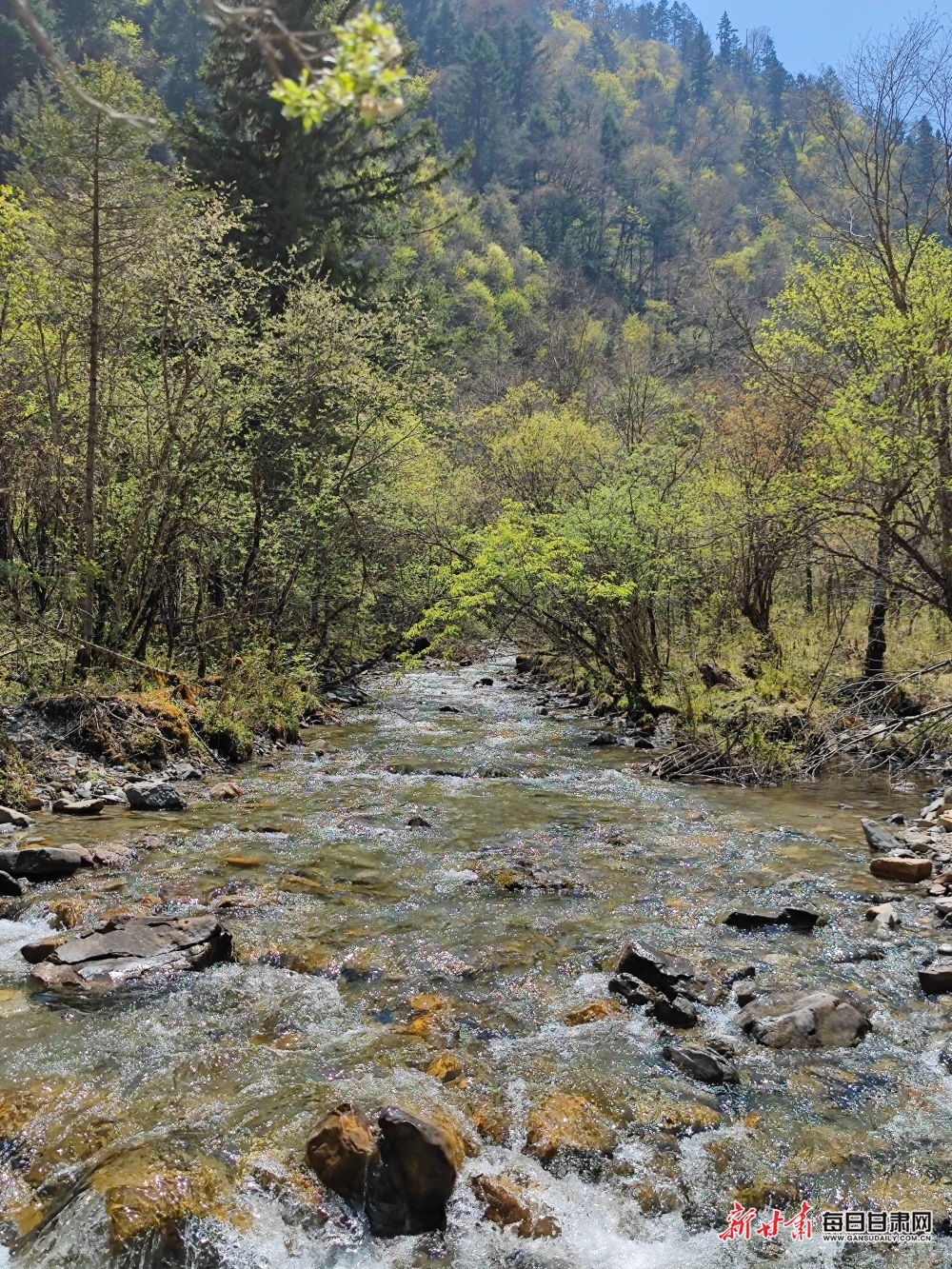 飛瀑流泉松濤陣陣 山峰疊翠奇石林立 宕昌黃家路林區風光旖旎_fororder_7