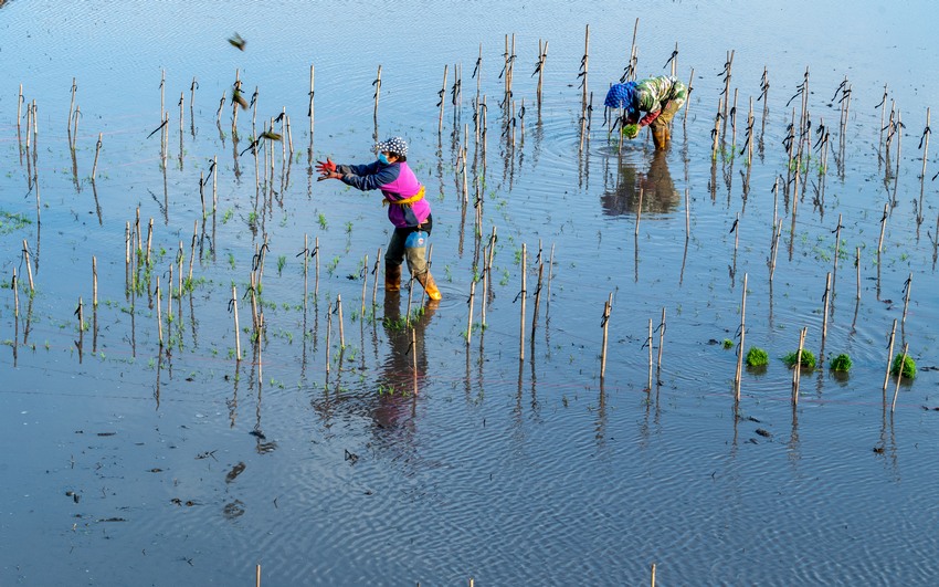 水稻插秧正当时！看黑土地上的“春耕画卷”