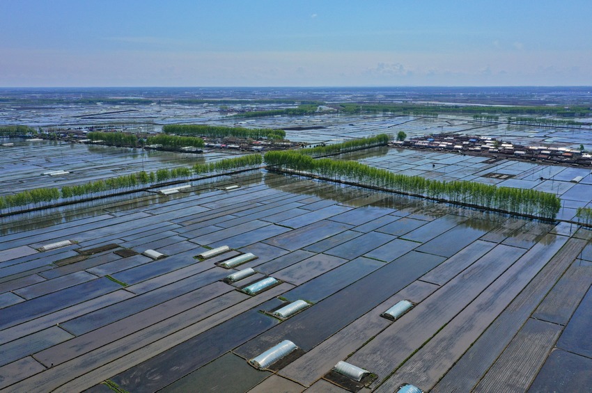 水稻插秧正当时！看黑土地上的“春耕画卷”