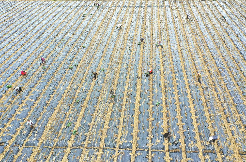 壮大蔬菜产业 助力乡村振兴_fororder_2