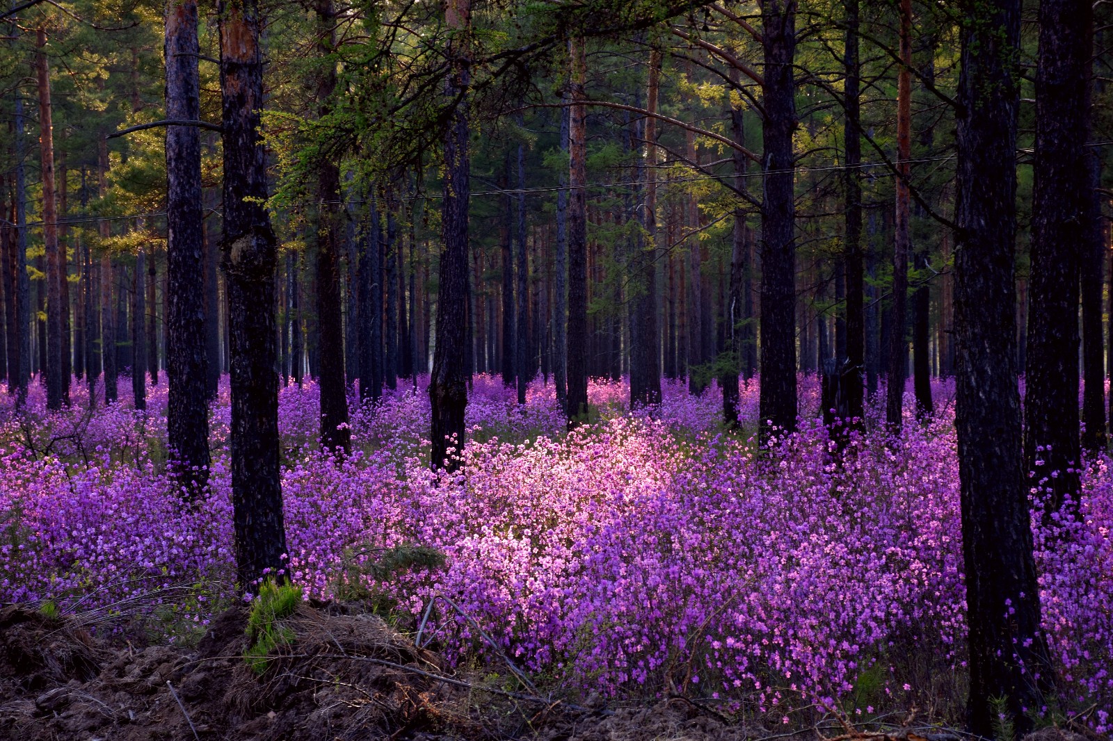 鸥浦乡映山红，映得天边如霞