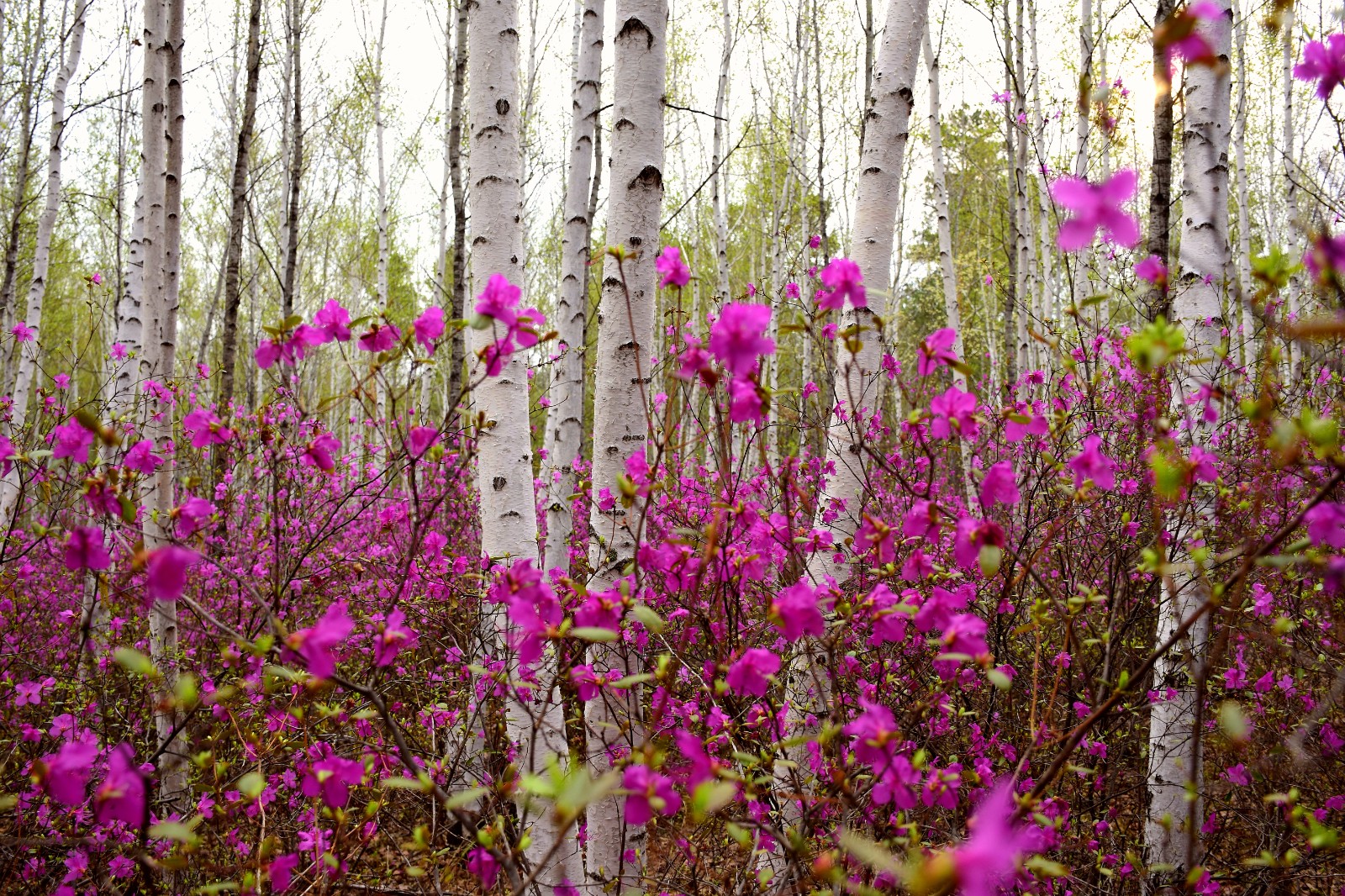 鸥浦乡映山红，映得天边如霞