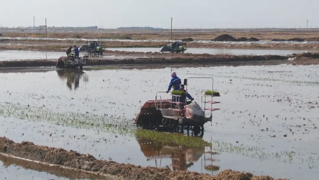 白城大安：鹽鹼地上稻花香