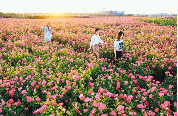 【中首 陕西 图】徜徉云间花海_fororder_微信图片_20220513094641