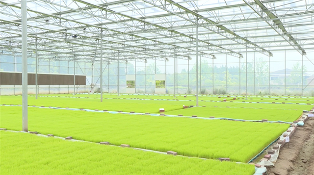 上海崇明种植“国庆稻”约3000亩 预计9月下旬新米上市