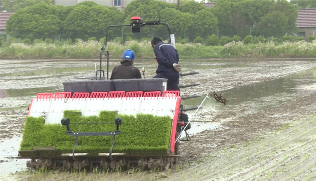 上海崇明种植“国庆稻”约3000亩 预计9月下旬新米上市