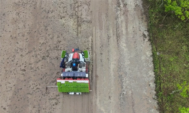 上海崇明种植“国庆稻”约3000亩 预计9月下旬新米上市