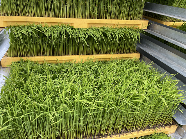 上海崇明种植“国庆稻”约3000亩 预计9月下旬新米上市