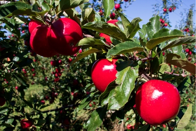 2022季新西兰Premier Star超级星星苹果登陆“本来生活”