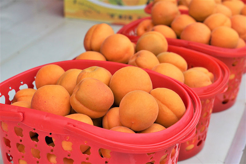 成都青白江：杏果拓宽“杏”福路_fororder_可口的杏果-供图-成都市青白江区委宣传部