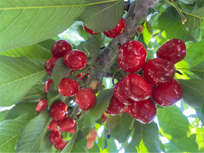 第三届宝鸡眉县齐镇大樱桃采摘节暨助农促消费系列活动举行