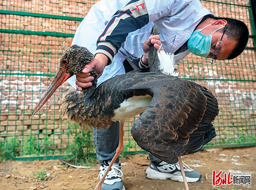 影像記錄｜走近野生動物保護“120”