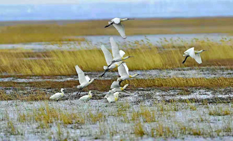 吉林波羅湖國家級自然保護區迎來大批“國寶級”鳥類回遷