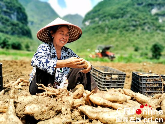 贵州紫云发展特色农业助农民脱贫