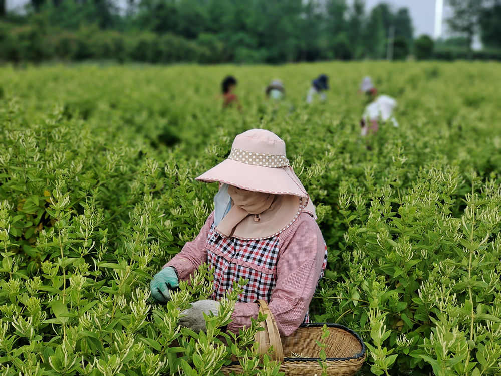 【客戶端轉發】信陽市羅山縣東鋪鎮：金銀花開採摘忙