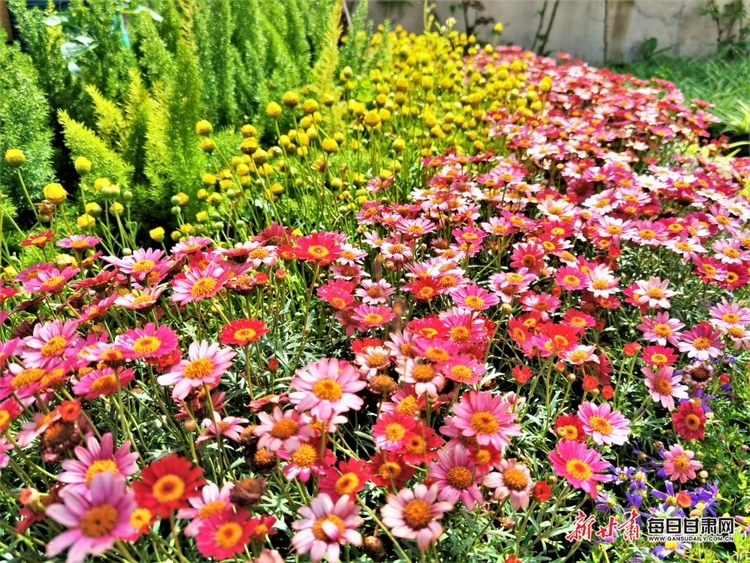 一花一世界 百花織錦繡 舟曲的這處花海顏值爆表_fororder_4