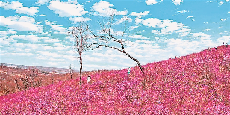 兴安杜鹃盛放迎客