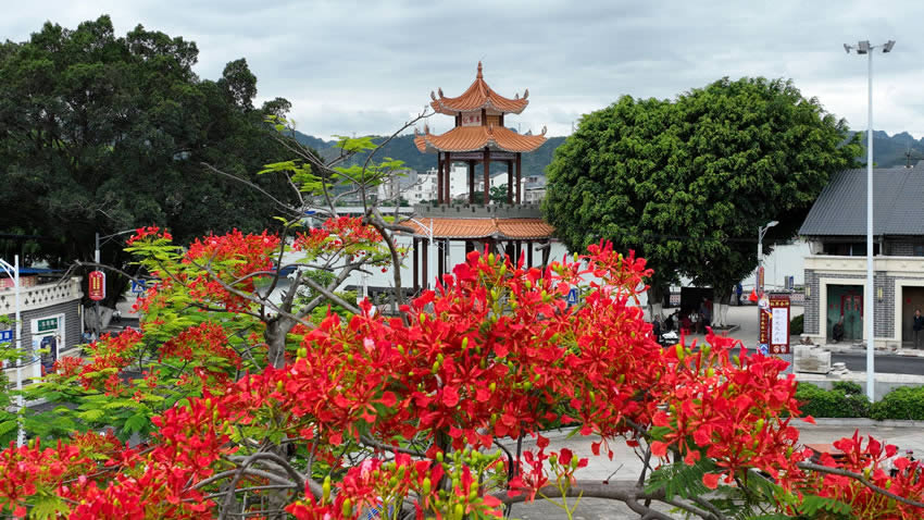 廣西田東：鳳凰花開 映紅芒鄉紅城