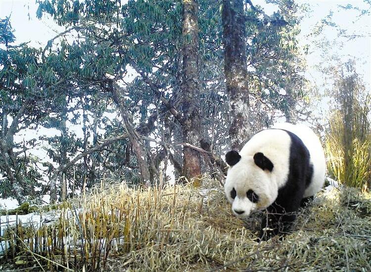 【生态】给大熊猫一个温暖的家 ——甘肃省稳步推进自然保护地体系建设_fororder_熊猫1