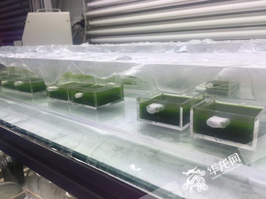 【聚焦重庆】植物也能变柴油 重庆大学微藻能源研究国内领先