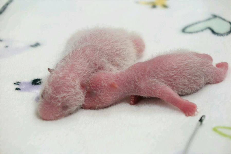 中央赠澳大熊猫“心心”产下双胞胎满一周