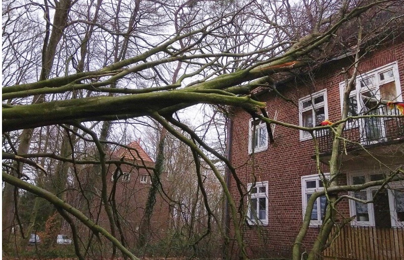 被強風吹倒的大樹直接砸到了建築物的樓頂_fororder_QQ截圖20180119163008