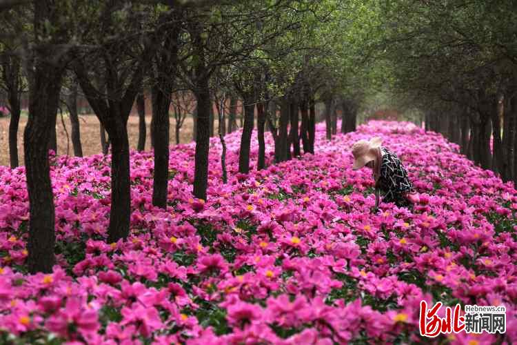 河北承德县：芍药花开