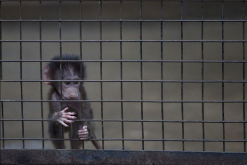 結束140年“囚禁”生活 阿根廷首都動物園將關閉