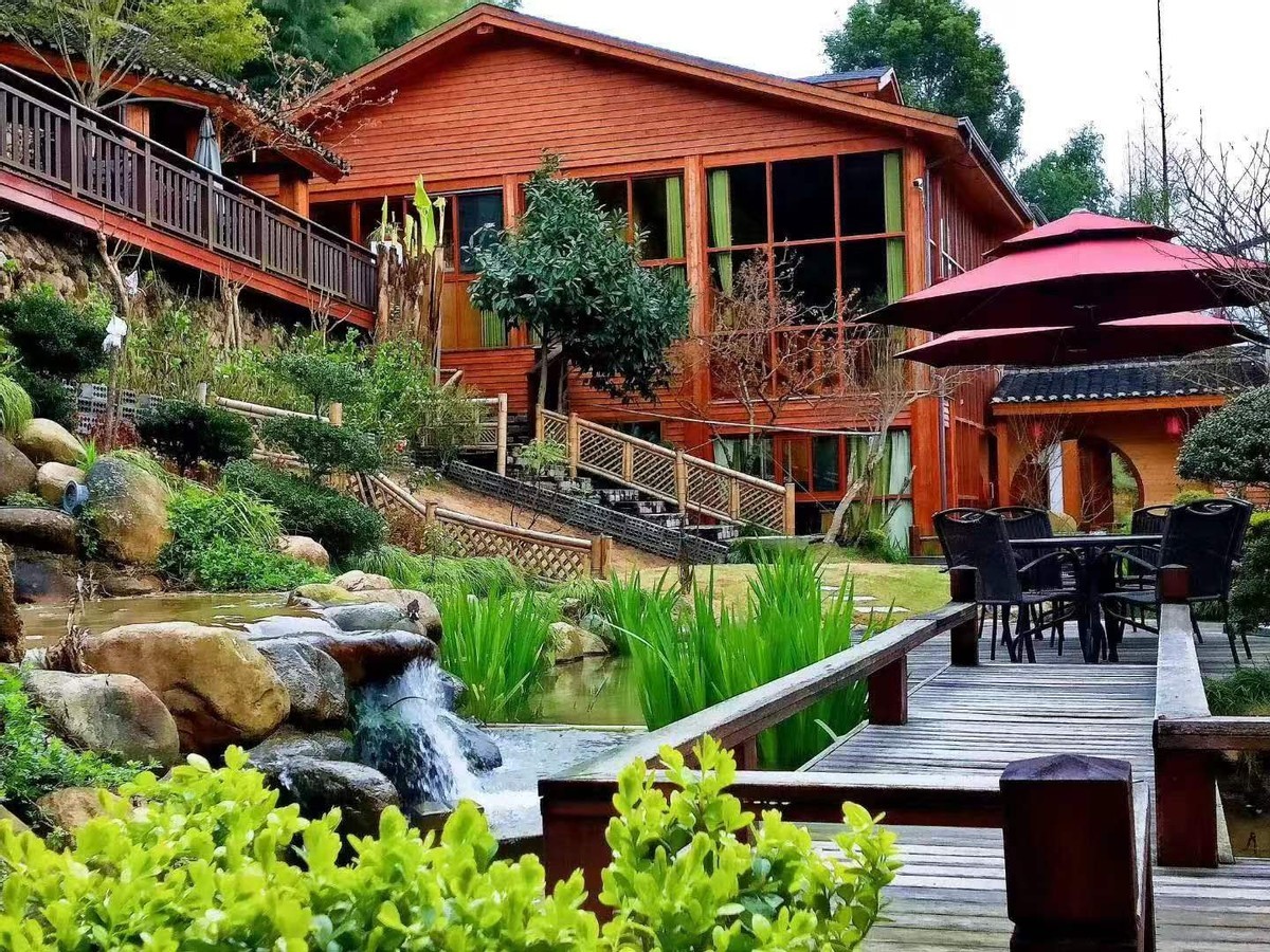 3千亩大堰生态白茶“摇钱树”长在浙江奉化