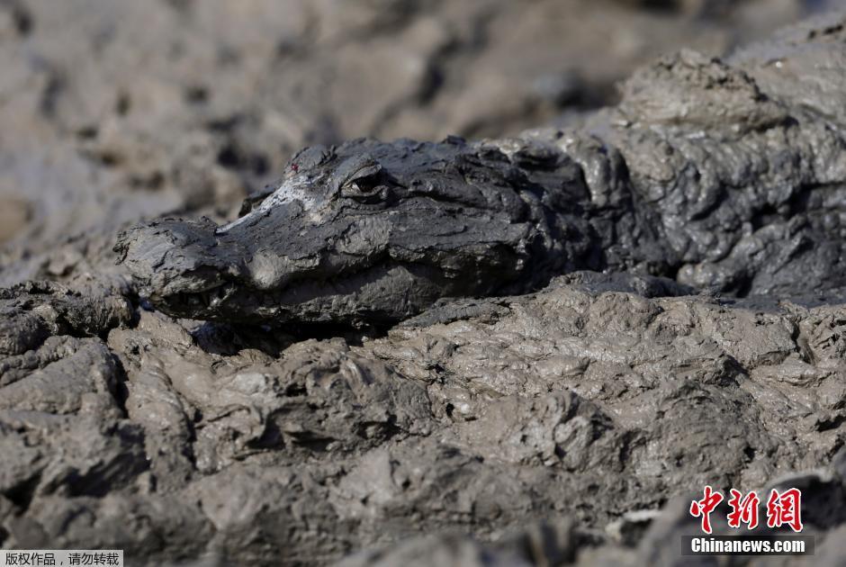 巴拉圭遭遇严重干旱 鳄鱼为生存扎入泥潭中