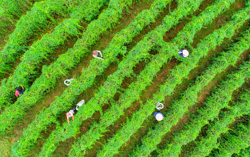 江西丰城：何首乌产业助力乡村振兴_fororder_3