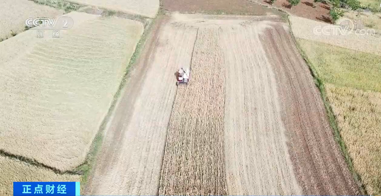 夏种夏收 | 四川绵阳：33万亩小麦开镰