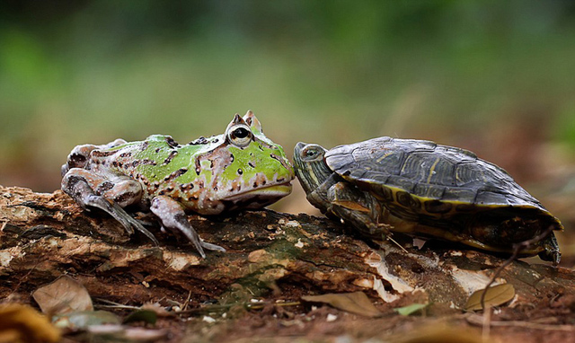 印尼一男子拍到青蛙骑乌龟搭便车(组图)