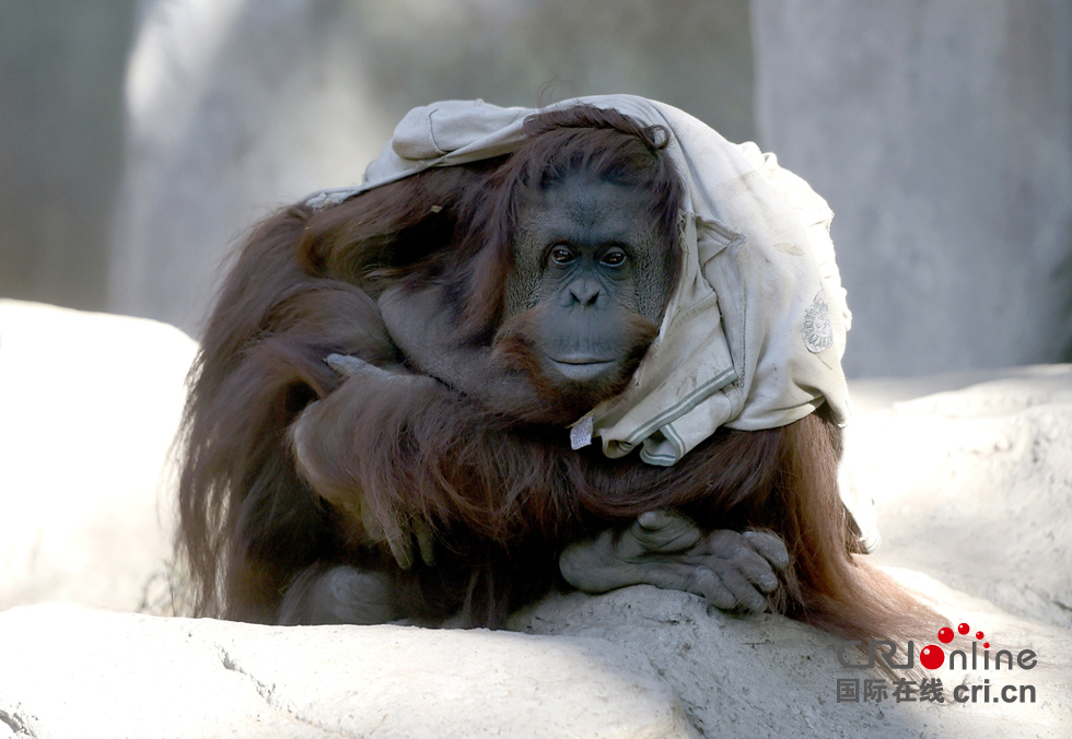 阿根廷首都动物园将关闭 所有动物将被放生(组图)