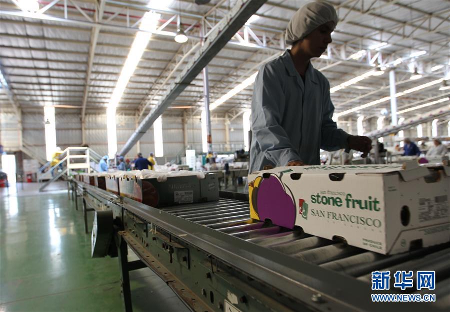 从“明星产品”樱桃到“新生力量”油桃——智利水果出口商的中国生意经