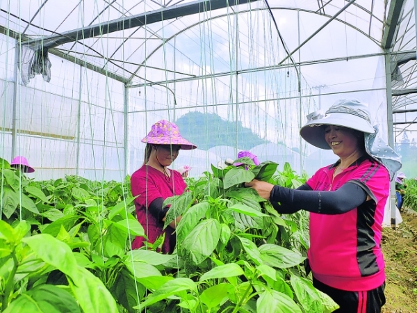 貴州清鎮：以農業産業園區建設為載體推動現代農業發展走筆
