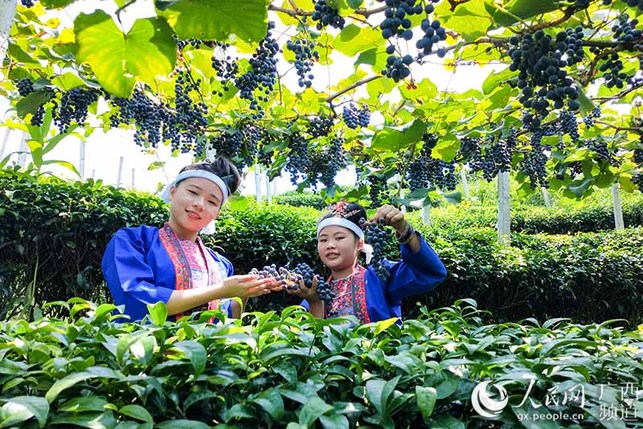 广西三江侗族自治县：种下葡萄树 党员带致富