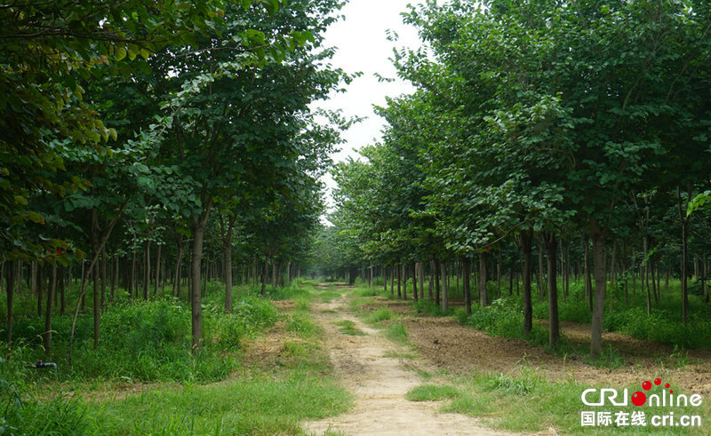 【A有修改】【豫见国际·60期】河南鄢陵：花木产业释放三产融合发展“新活力”