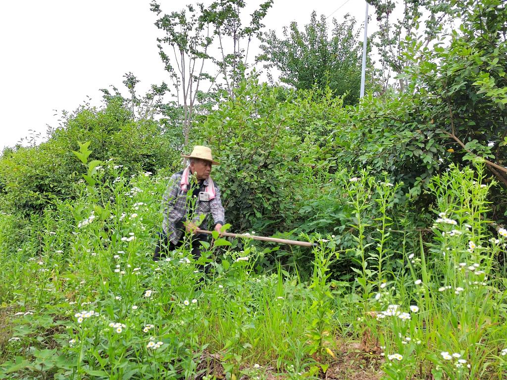 奋进新征程 建功新时代·老区新貌｜河南省光山县：油茶富民路越走越宽