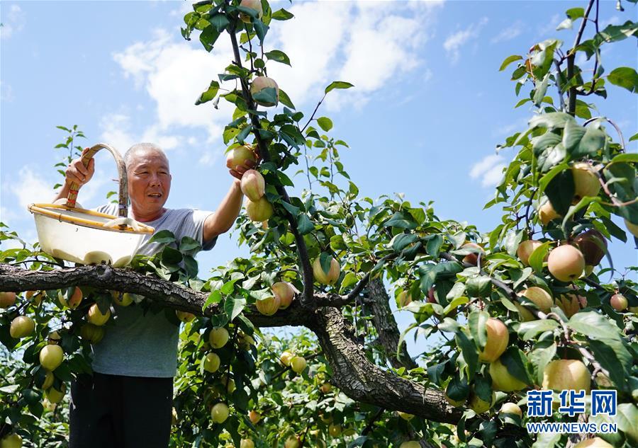 河北肅寧：特色梨果種植促農增收
