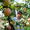 河北肅寧：特色梨果種植促農增收