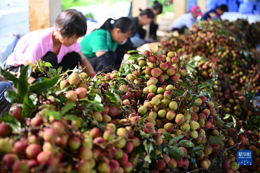 美“荔”乡村迎丰收